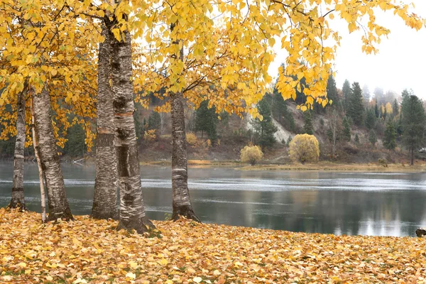 Herfst scene door rivier. — Stockfoto