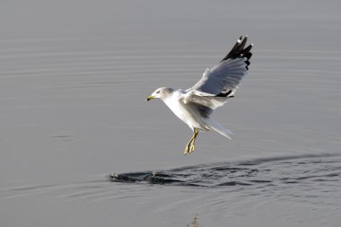 Sadece su üzerinde martı.