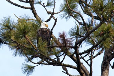 Kartal ağaca tünemiş.