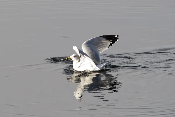 Gråtrut i vatten. — Stockfoto