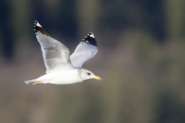 Arenque Gaivota em voo . — Fotografia de Stock