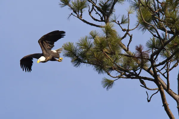 Taking flight from a tree. — Stock Photo, Image