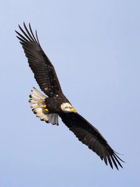 Águia voando no céu . — Fotografia de Stock