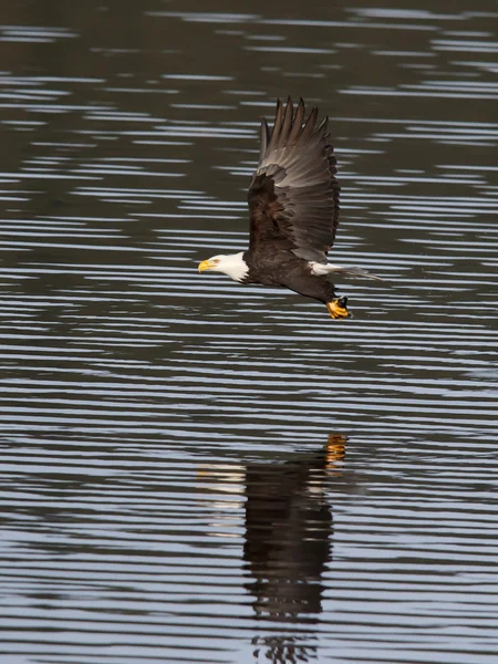 Eagle just caught a fish. — Stock Photo, Image