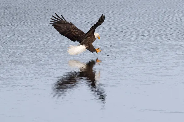 Eagle swoops on fish. — Stock Photo, Image