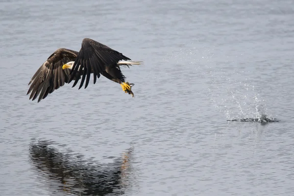 Eagle catching a fish. — Stock Photo, Image