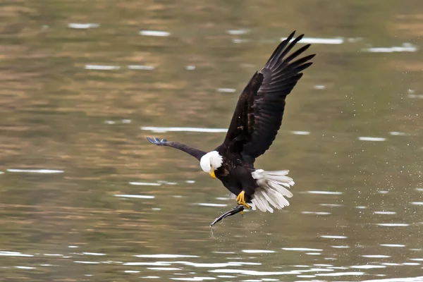 Eagle adjusts fish. — Stock Photo, Image