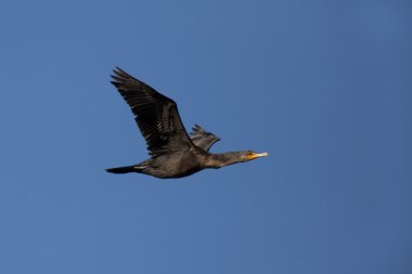 karabatak yüksek uçar.