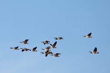 Large flock of geese. clipart
