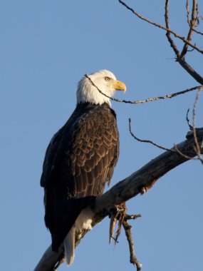 bir dalda tıraşlama.