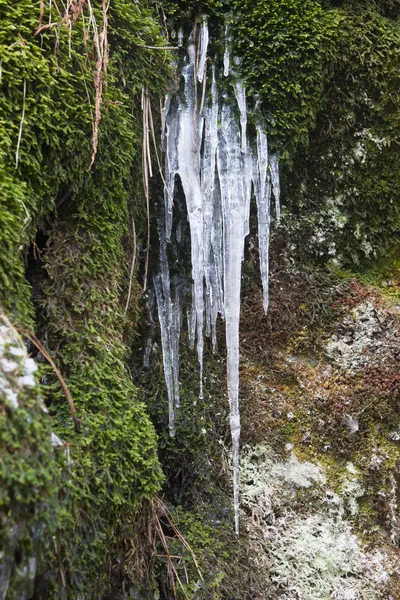 Icicles και βρύα σε βράχο. — Φωτογραφία Αρχείου