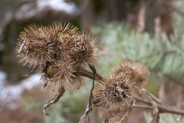 Αποξηραμένα εργοστάσιο burdock. — Φωτογραφία Αρχείου