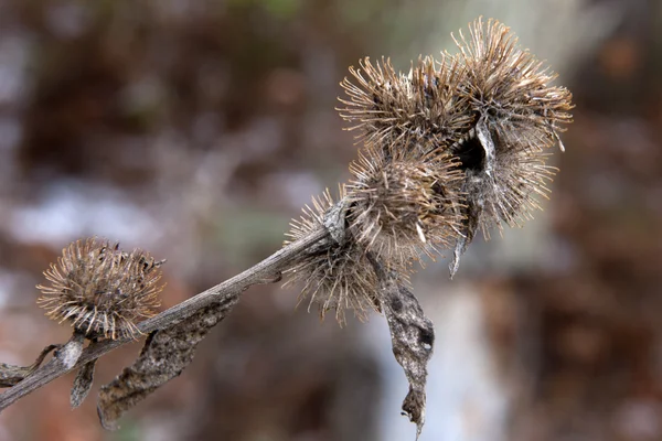 Klettenpflanze. — Stockfoto