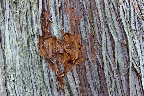 Serce w drzewo. — Zdjęcie stockowe