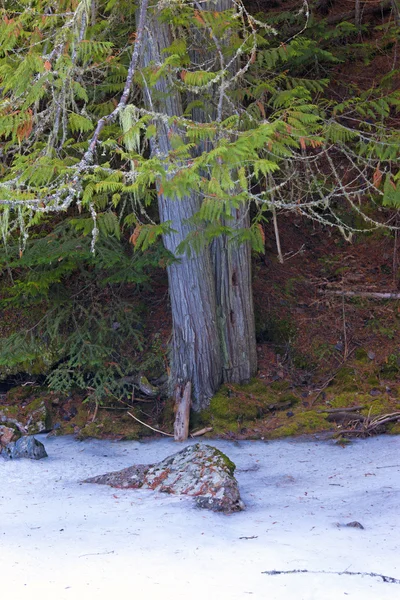 雪和岩石树. — 图库照片