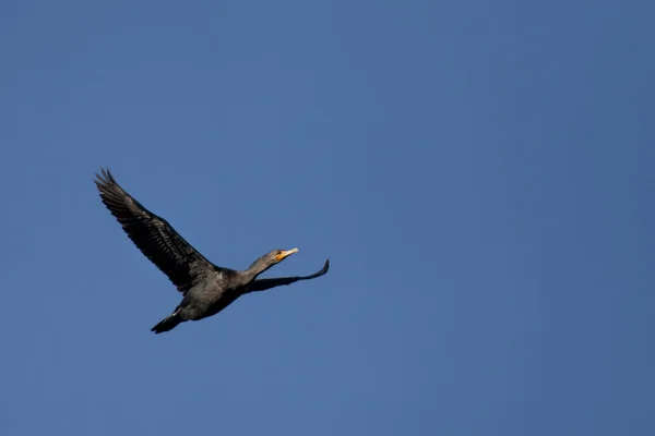 Soaring cormorant. — Stock Photo, Image