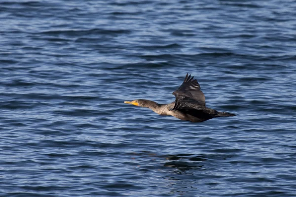 Voler bas au-dessus du lac . — Photo