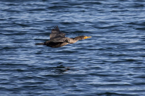 S'envoler au-dessus de l'eau . — Photo