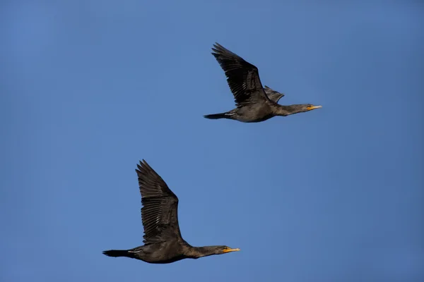 Para kormorany. — Zdjęcie stockowe