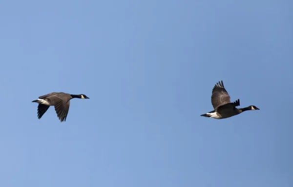 Пара літаючих гусей . — стокове фото