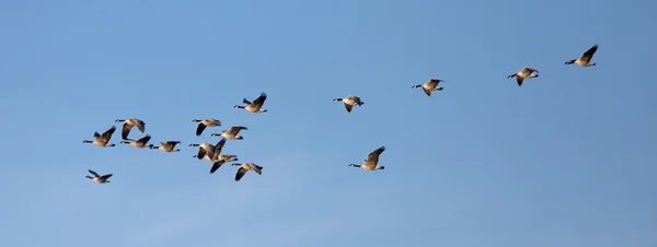Kaz sürüsü Panoraması.