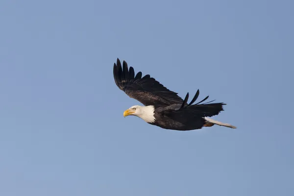 Eagle glides in the sky. — Stock Photo, Image