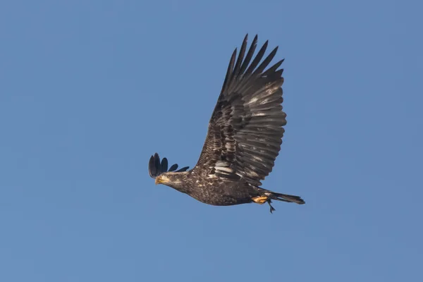 Young eagle. — Stock Photo, Image