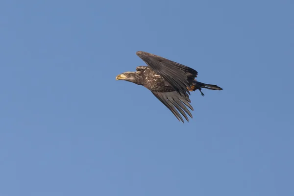 Junior eagle in the sky. — Stock Photo, Image