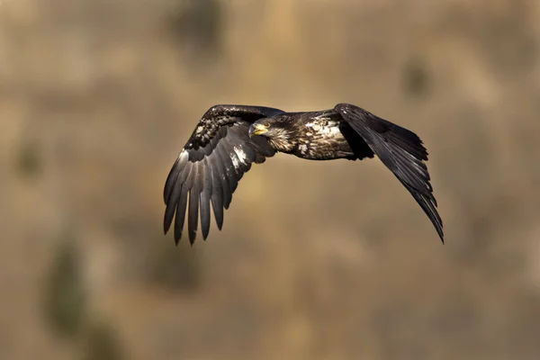 Junnior bald eagle. — Stockfoto