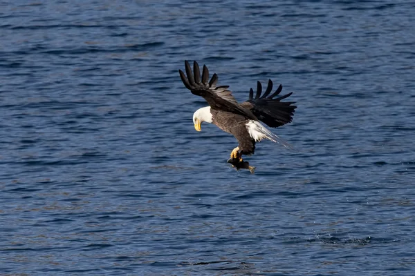 Eagle past vis in klauwen. — Stockfoto