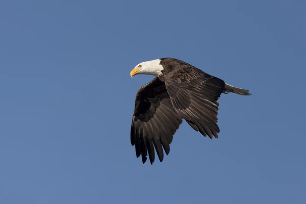 Örnen flaxar med sina vingar i skyn. — Stockfoto