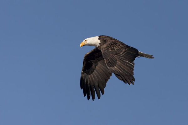 Eagle flaps its wings in the sky.