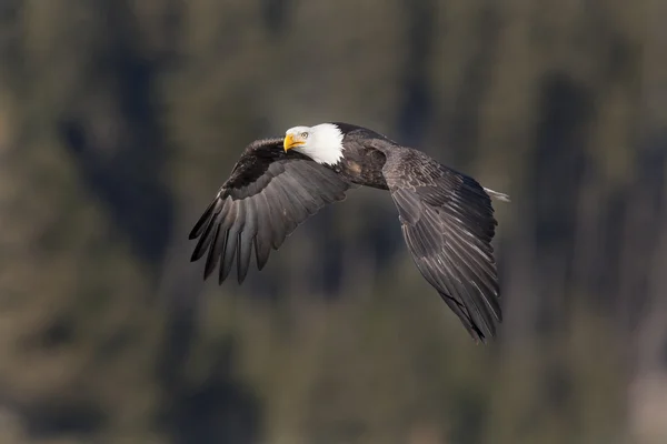 Aquila maestosa . — Foto Stock