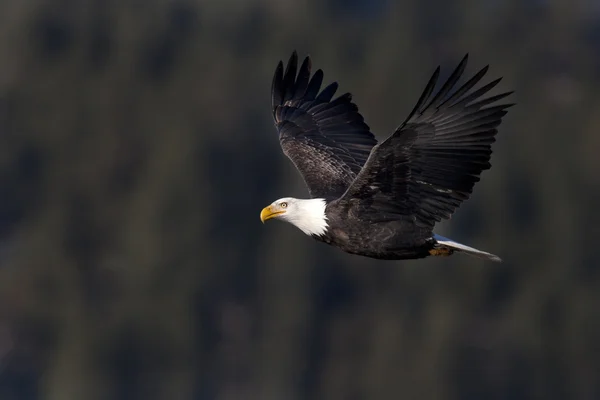 Aquila calva americana . — Foto Stock
