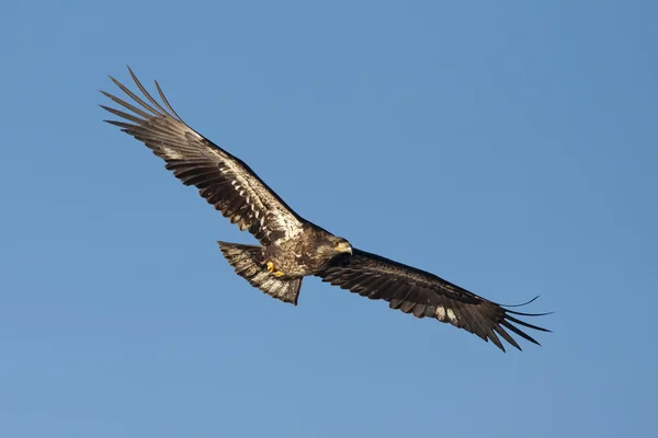 Junior eagle with wings spread. — Stock Photo, Image