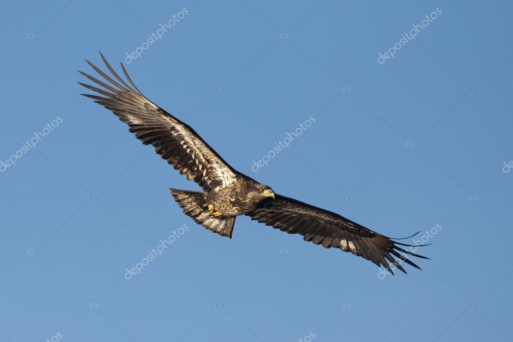 Junior Eagle With Wings Spread Stock Photo