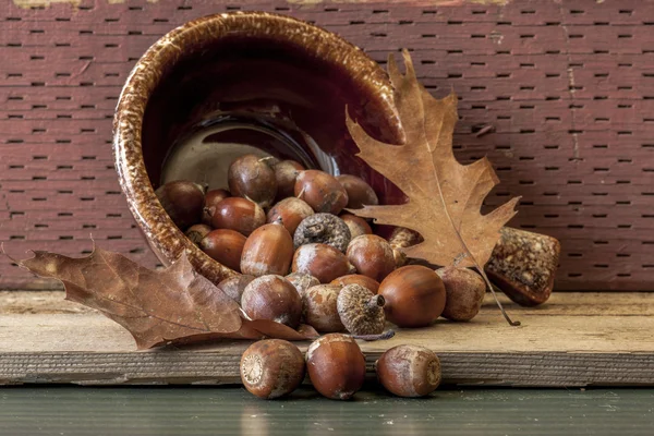 Acorns spill out of a bowl. — Stock Photo, Image