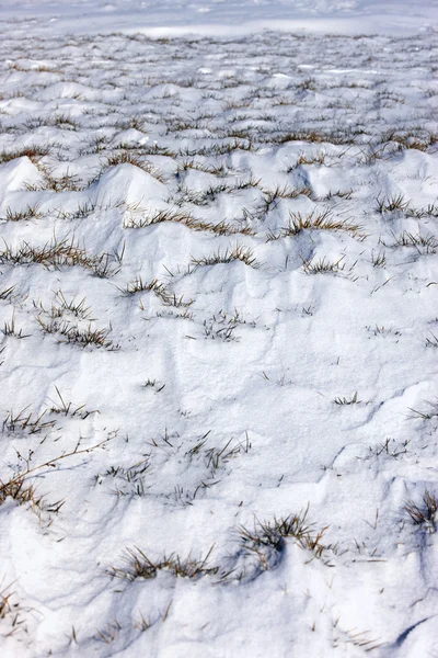 Klumpar av gräs i snö. — Stockfoto