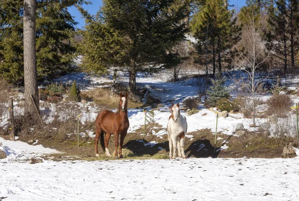 Kışın iki at.. — Stok fotoğraf