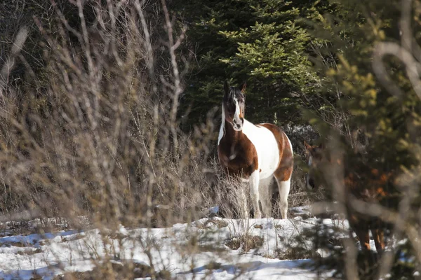 Retrato de cavalo em pasto . — Fotografia de Stock
