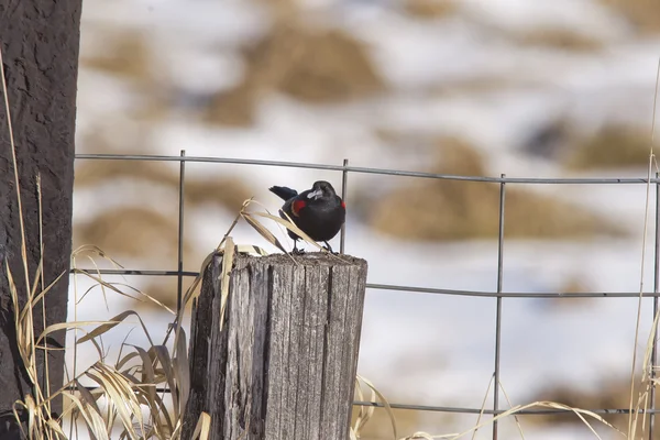 Pájaro con trozo de hielo . — Foto de Stock