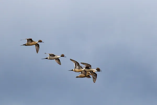 Pintail anatre nel cielo . — Foto Stock