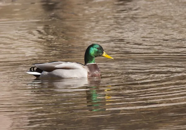 Mallard v jezírku. — Stock fotografie