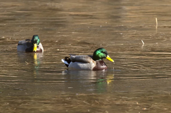 绿头鸭用水及其条例草案 》. — 图库照片