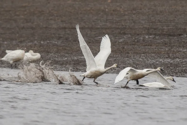 Whistling swans splashing water. — Stock Photo, Image