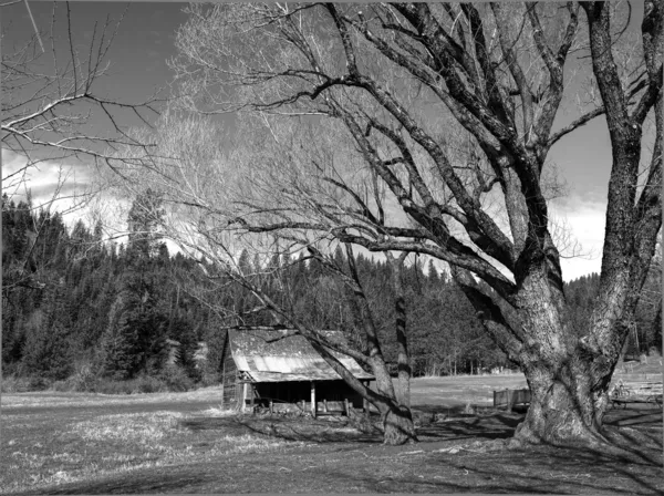 小さな納屋と木の b&w. — ストック写真