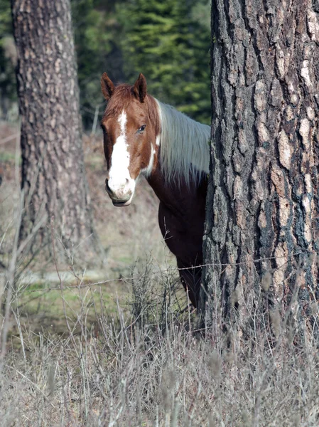 Kůň o strom. — Stock fotografie