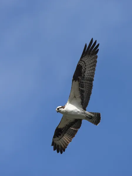 Osprey gökyüzünde. — Stok fotoğraf