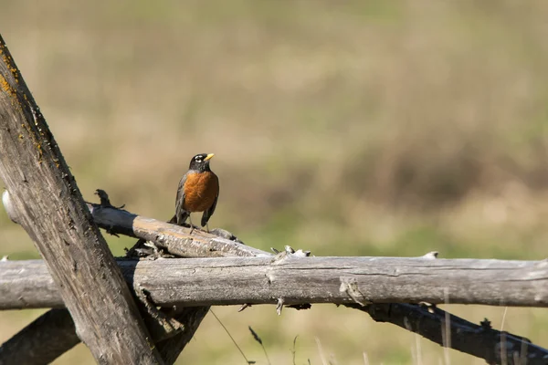 Robin perched on a post. — Stock Photo, Image