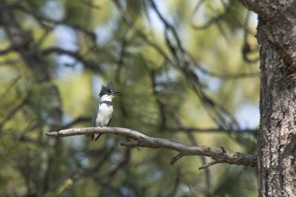 Neergestreken ijsvogel. — Stockfoto